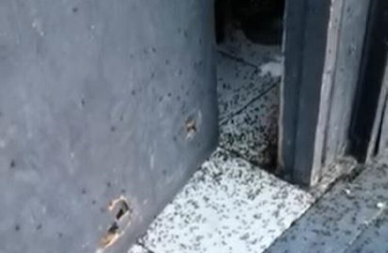 Moscas tienen desesperados a vecinos de Leyda