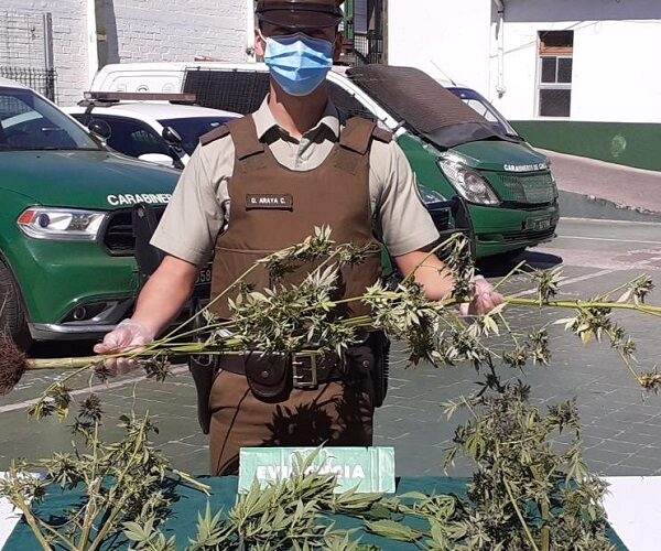Una persona fue detenida por cultivo ilegal de droga en Santo Domingo