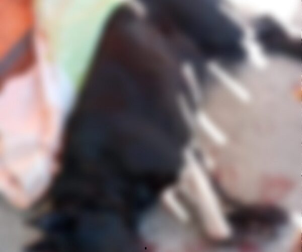 Denuncian asesinato de perrita comunitaria en Bellavista