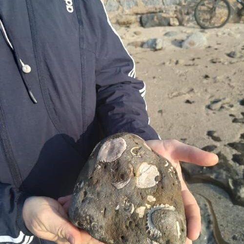 Denuncian extracción ilegal de fósiles desde playa de Algarrobo
