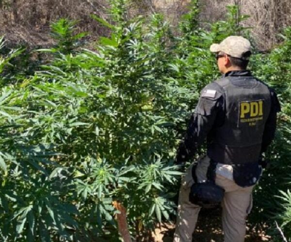 En investigación por secuestro detectan plantación de cannabis sativa