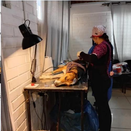 Algarrobo continúa con programa de esterilizaciones para mascotas