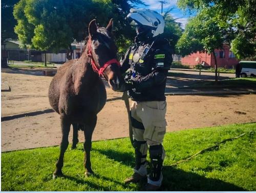 Caballos sueltos: San Antonio intensifica fiscalización y cursa nueva infracción